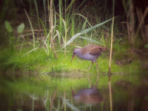 Water Rail  - Natalia Gorczowska