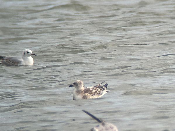 Mediterranean Gull  - Sławomir Karpicki