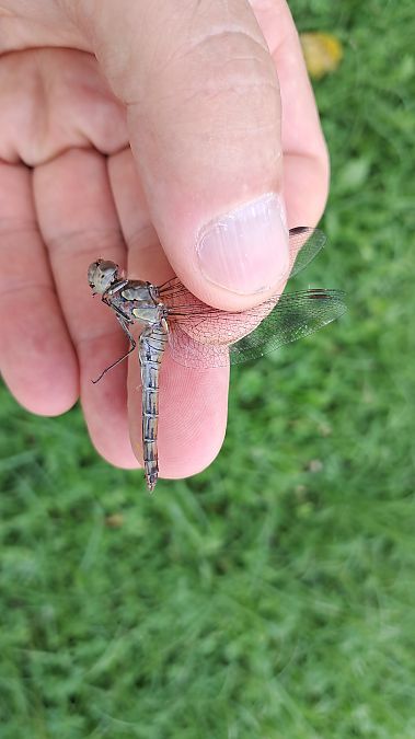 Sympetrum striolatum  - Roberto Fabbri