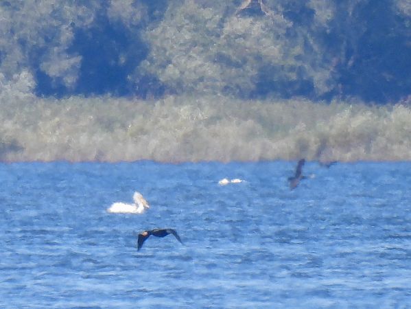 Dalmatian Pelican  - Natalia Gorczowska