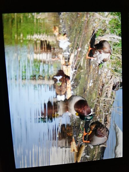 podgorzałka  - Robert Kraska