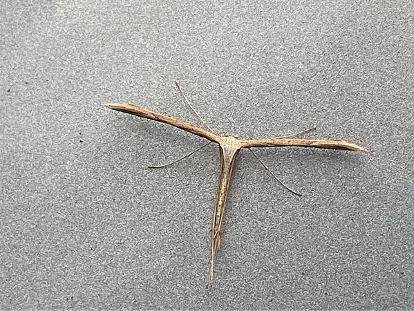 Emmelina monodactyla  - Maria Rita Gelso