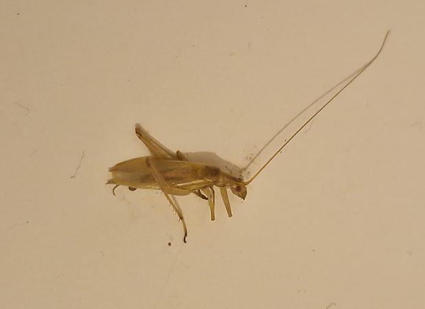Oecanthus pellucens  - Paolo Pietrobon (FVG)