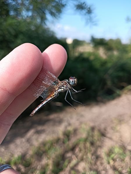 Trithemis annulata  - Fausto Leandri