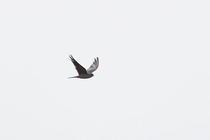 Rotfussfalke  - Katarzyna Szałas