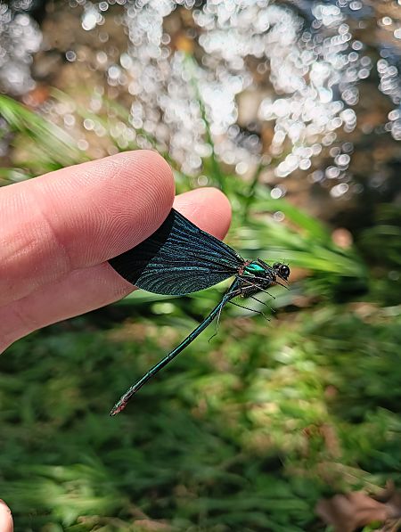 Calopteryx virgo  - Fausto Leandri