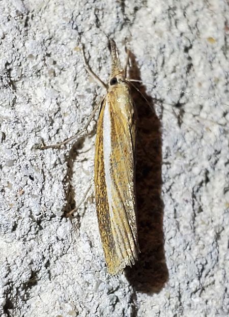 Crambus des tiges  - Alain Lehalle