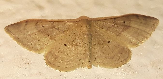 Idaea degeneraria  - Michele Cento