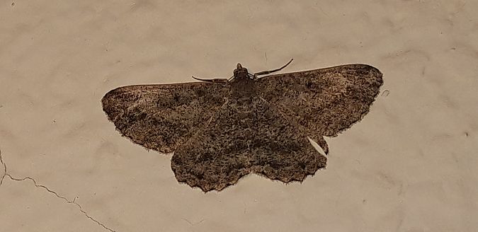 Peribatodes rhomboidaria  - Michele Cento