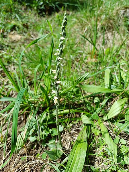 Spiranthes spiralis  - Michel Thomas