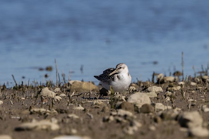 Sanderling  - Katarzyna Szałas