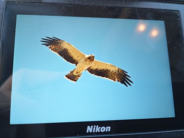 Booted Eagle  - Rafał Fudalej