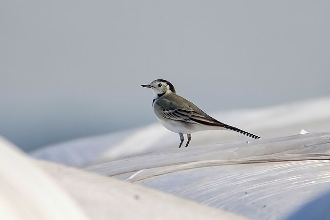 White Wagtail 