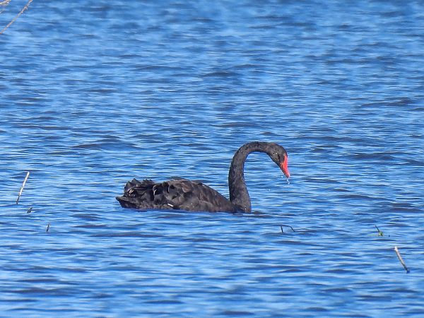 Black Swan  - Natalia Gorczowska