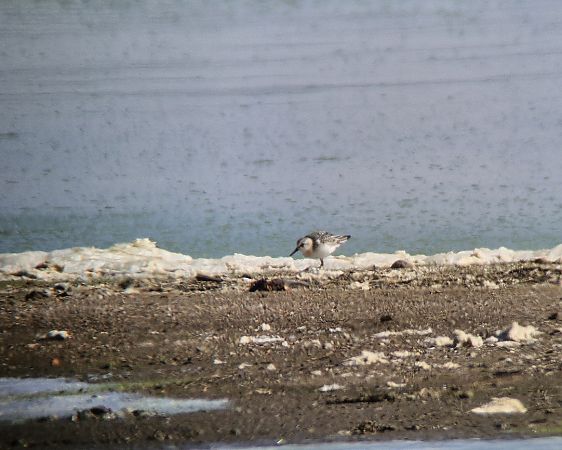 piaskowiec  - Tomasz Zarzycki