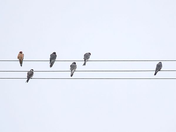 Red-footed Falcon  - Mateusz Gutowski