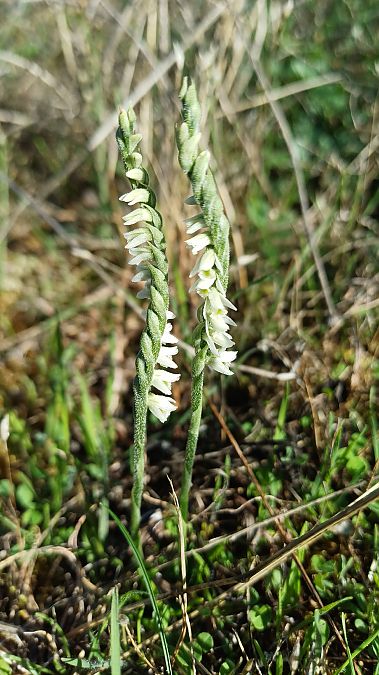 Spiranthes autumnalis  - David Neau