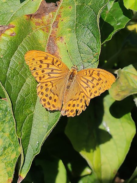 Argynnis paphia  - Alessandro Pavesi