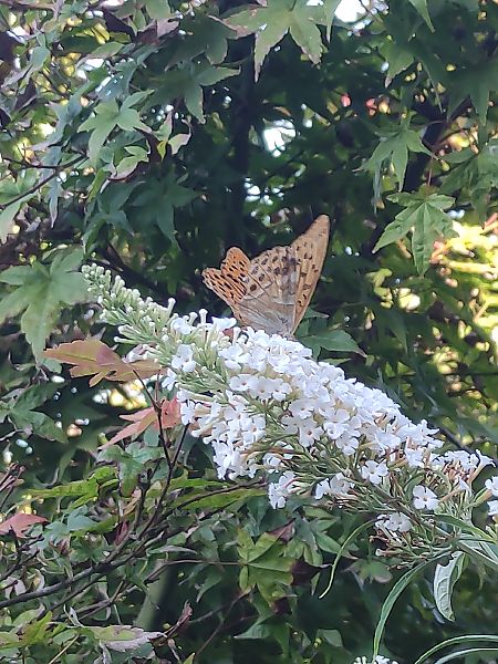 Argynnis paphia  - Alessandro Pavesi
