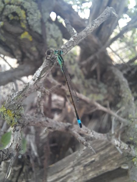 Ischnura elegans  - Michele Coppola