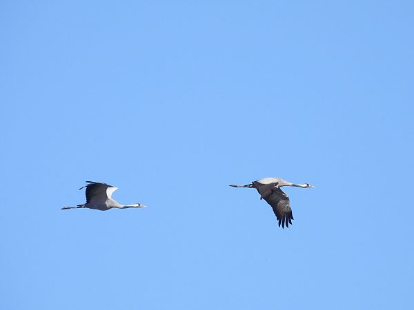 Kranich  - Natalia Gorczowska