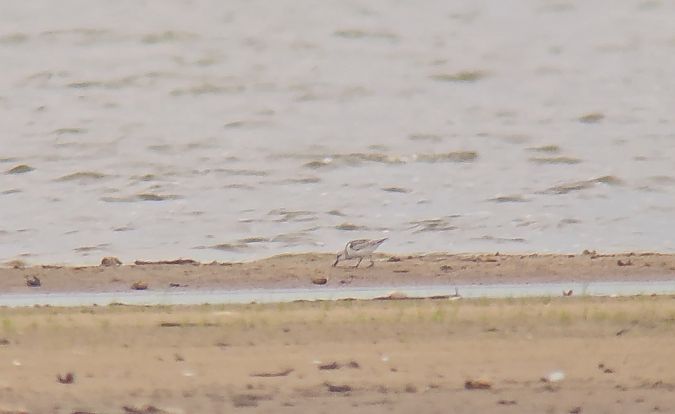Sanderling  - Krzysztof Kajzer