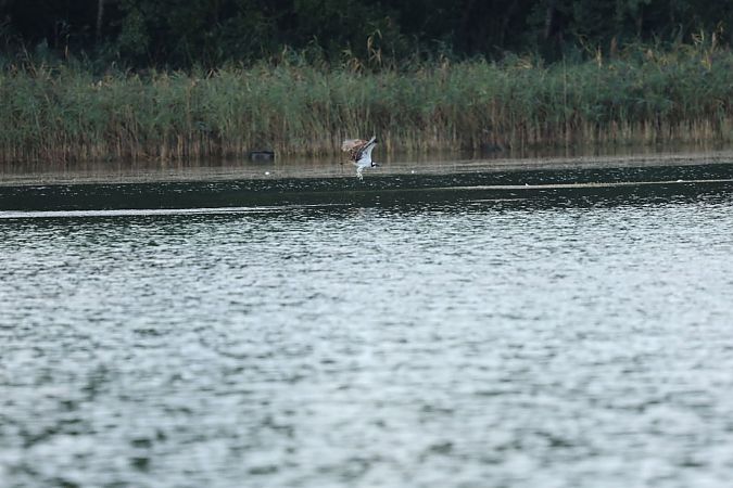 Balbuzard pêcheur 