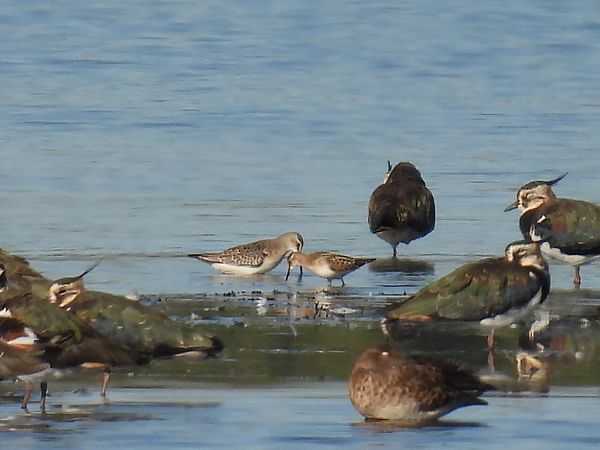 biegus krzywodzioby  - Kacper Mikulski