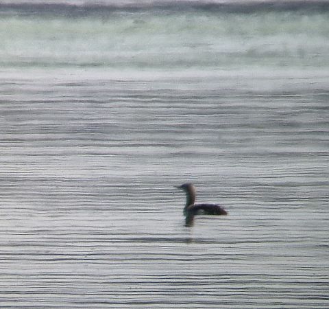 nur rdzawoszyi  - Tomasz Zarzycki