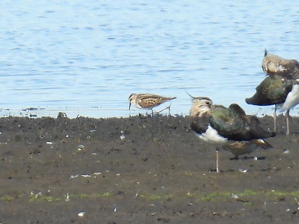 Little Stint  - Kacper Mikulski