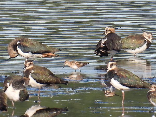 biegus malutki  - Kacper Mikulski