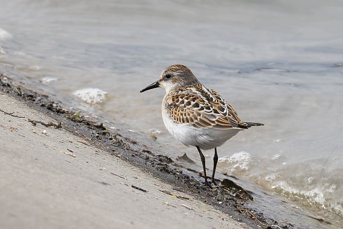 Zwergstrandläufer  - Viehböck Helga