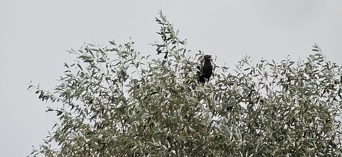Greater Spotted Eagle  - Krzysztof Kajzer
