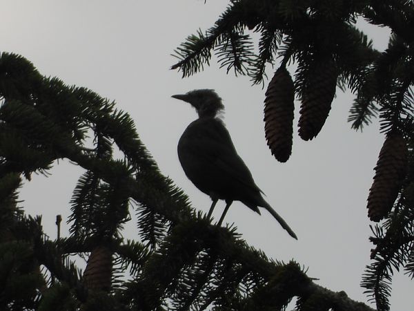 Oiseau indéterminé  - Lothar Klebel