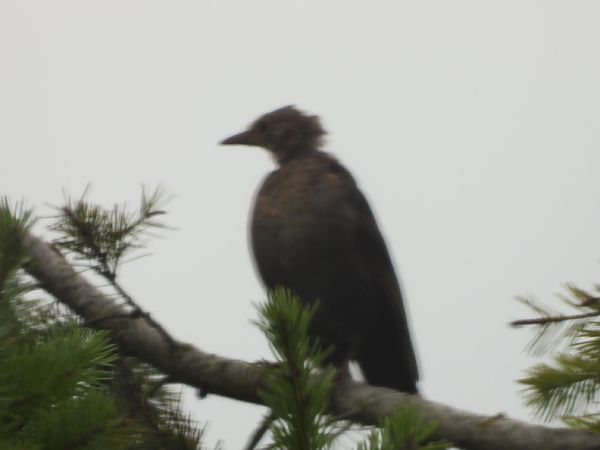 Oiseau indéterminé  - Lothar Klebel