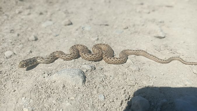 Western Montpellier Snake  - Marçal Carreras
