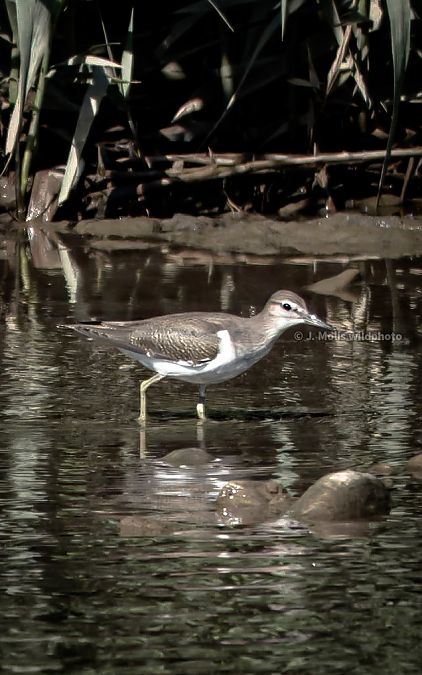 Common Sandpiper  - Jose Molis