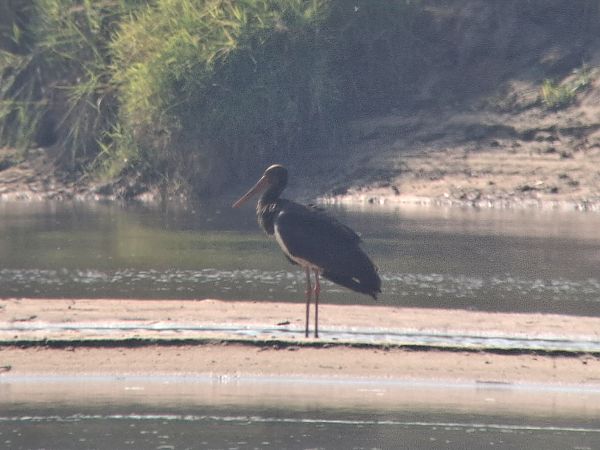 Black Stork  - Tomasz Doroń