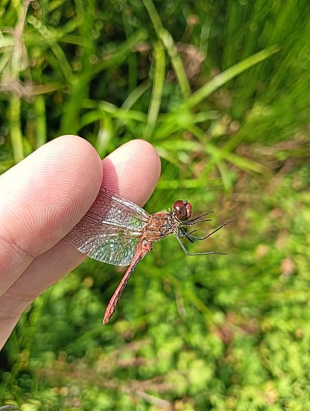 Sympetrum sanguineum  - Fausto Leandri