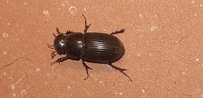 Acrossus rufipes  - Michele Cento