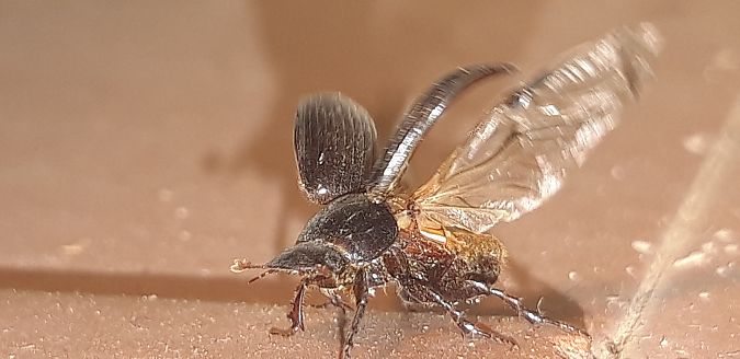 Acrossus rufipes  - Michele Cento