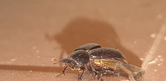 Acrossus rufipes  - Michele Cento