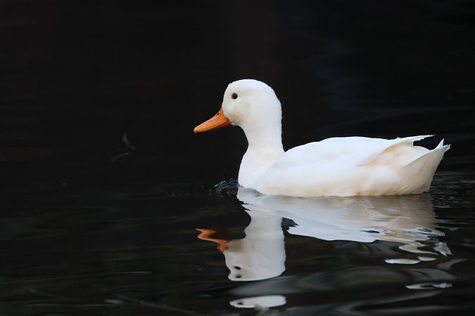 Hausente  - Adelfina Aldrovandi
