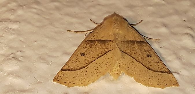 Crocallis elinguaria  - Michele Cento
