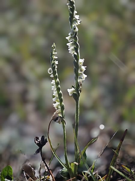 Spiranthes spiralis  - Alain Bultez