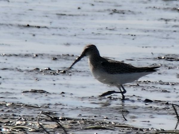 Curlew Sandpiper  - Tomasz Doroń