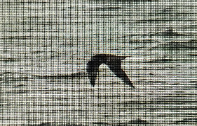 wydrzyk tęposterny  - Krzysztof Kajzer