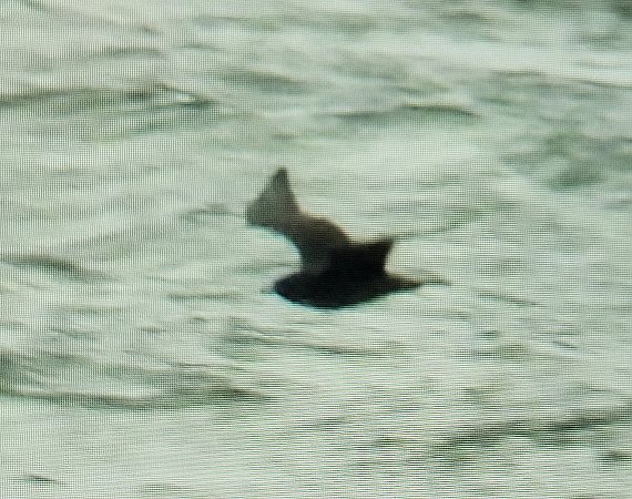 wydrzyk tęposterny  - Krzysztof Kajzer