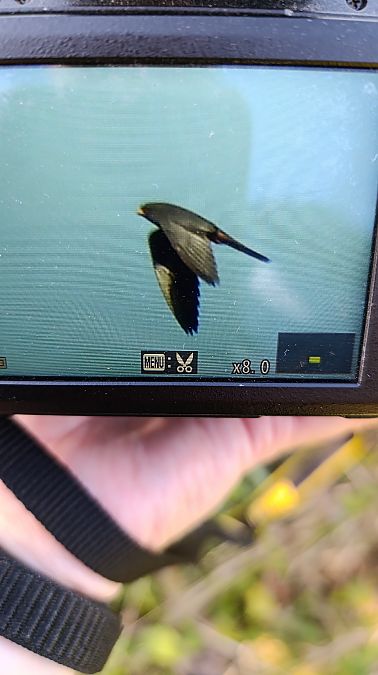 Faucon kobez  - Marta Świtała