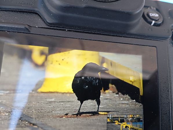 Carrion Crow  - Rafał Fudalej